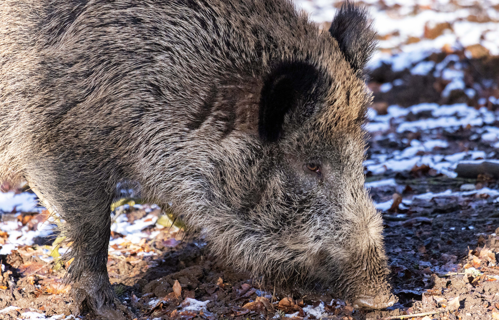 Wildschwein