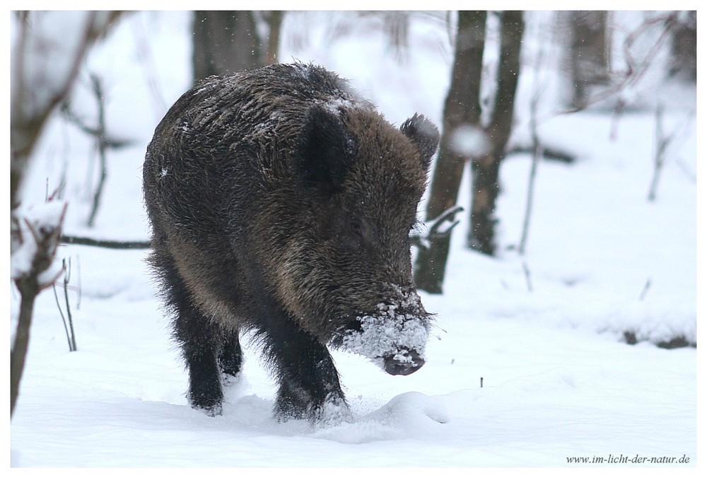 Wildschwein