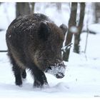 Wildschwein