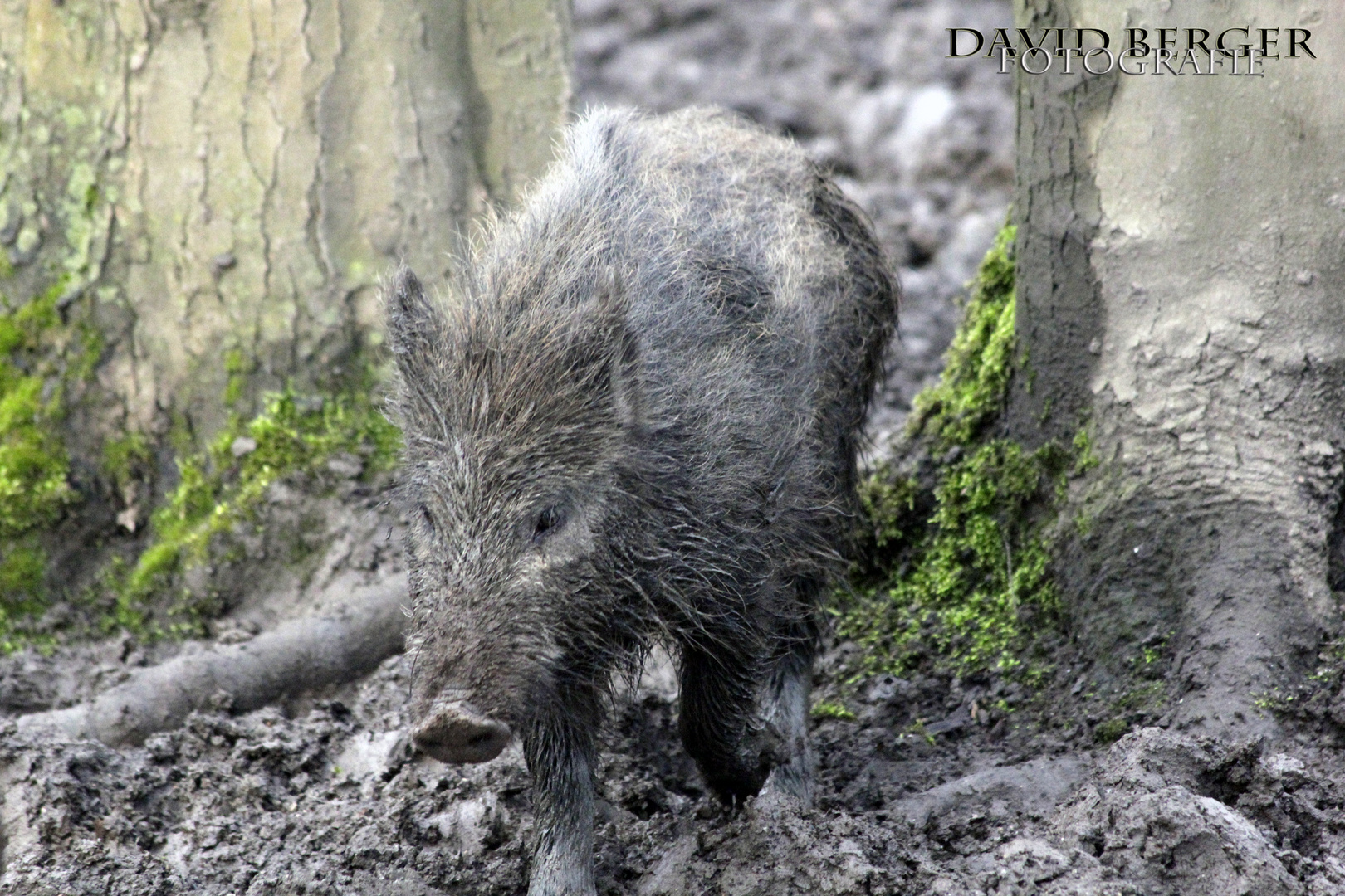 Wildschwein