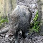 Wildschwein