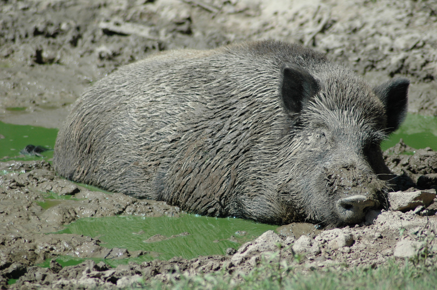 Wildschwein