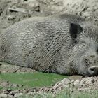 Wildschwein