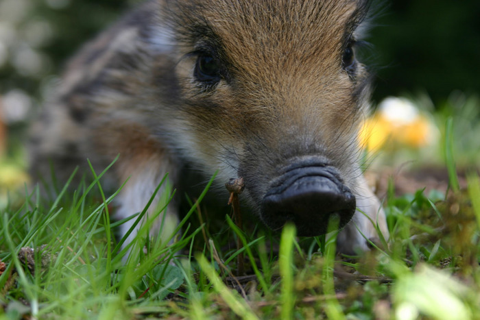 Wildschwein