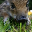 Wildschwein