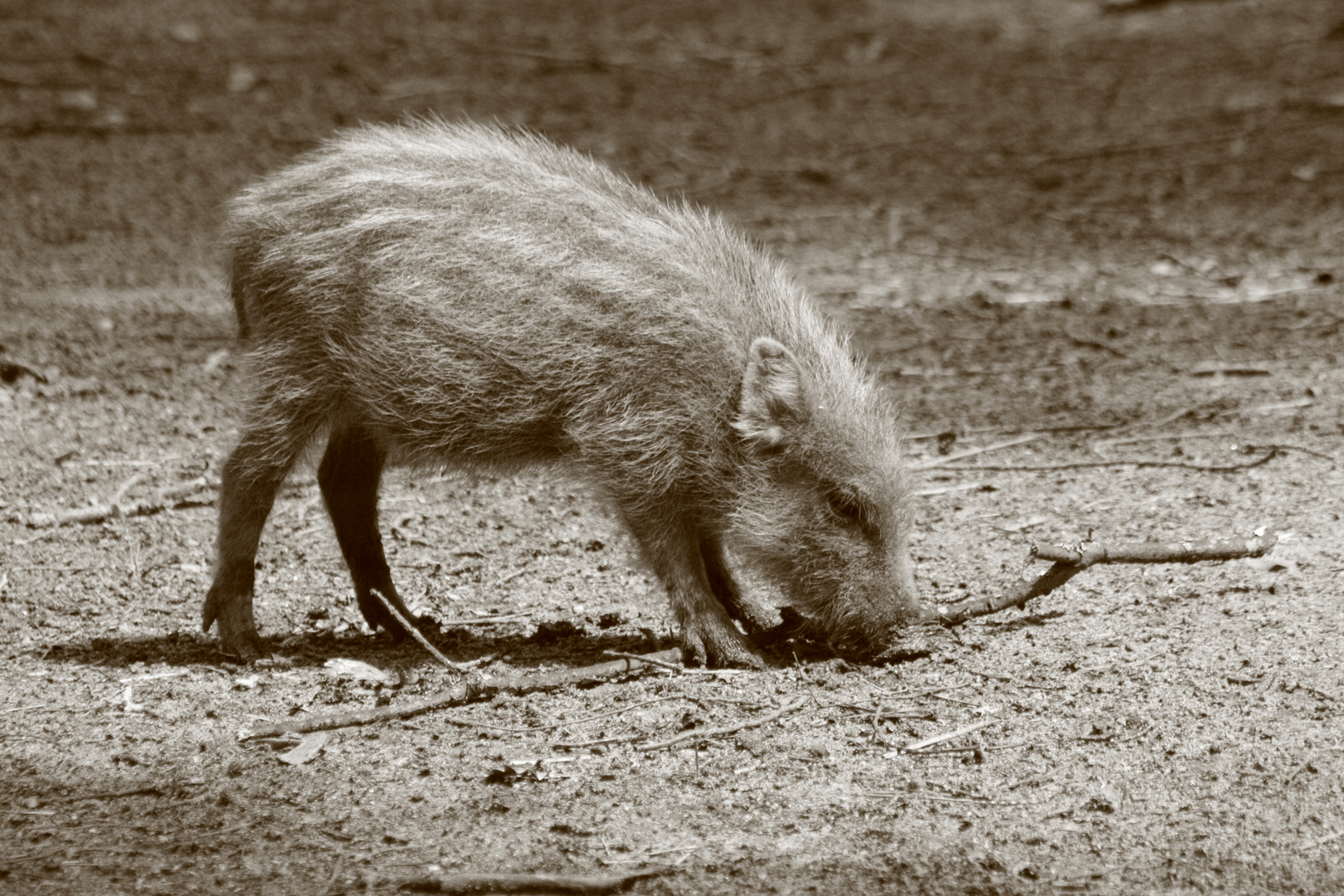 Wildschwein