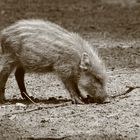 Wildschwein