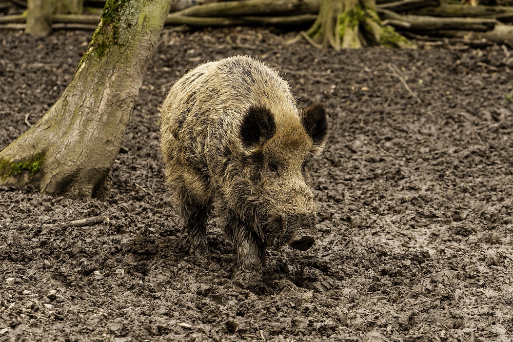 Wildschwein