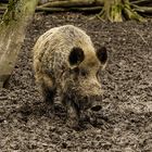 Wildschwein