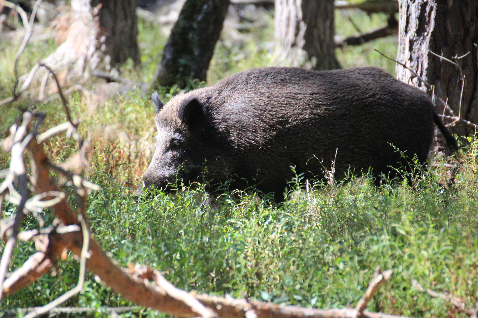 Wildschwein