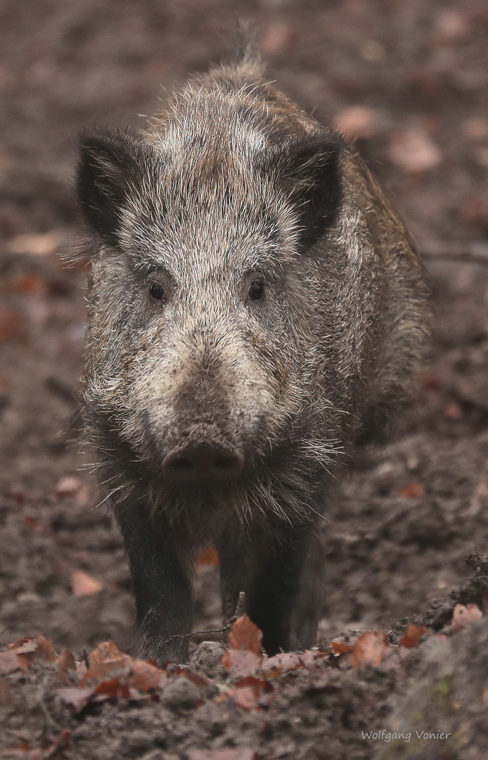 Wildschwein