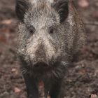 Wildschwein