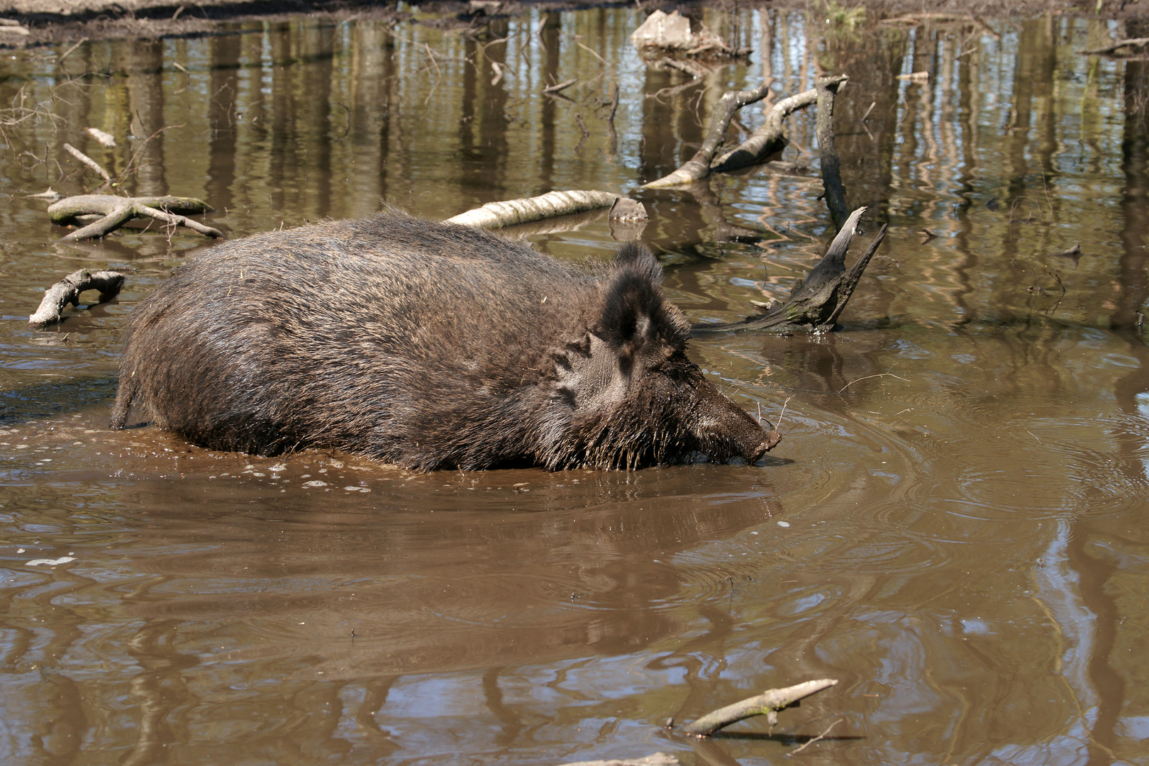 Wildschwein...