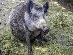 Wildschwein