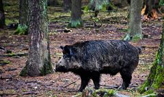 Wildschwein