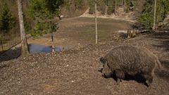 Wildschwein am Hügel