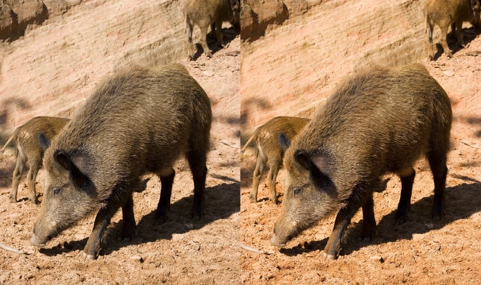 Wildschwein an Sandstein (Velvia Bearbeitung)