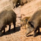 Wildschwein an Sandstein (Velvia Bearbeitung)