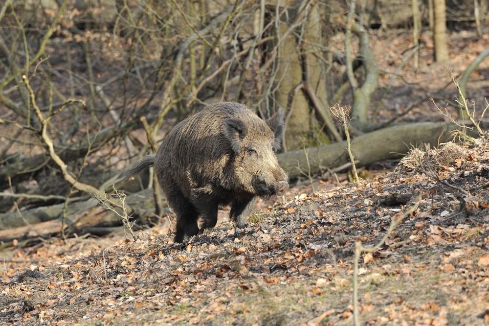 Wildschwein Attacke ?