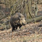 Wildschwein Attacke ?