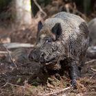 Wildschwein auf Augenhöhe