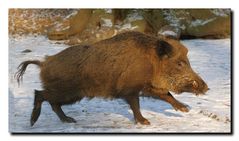 Wildschwein auf der Flucht