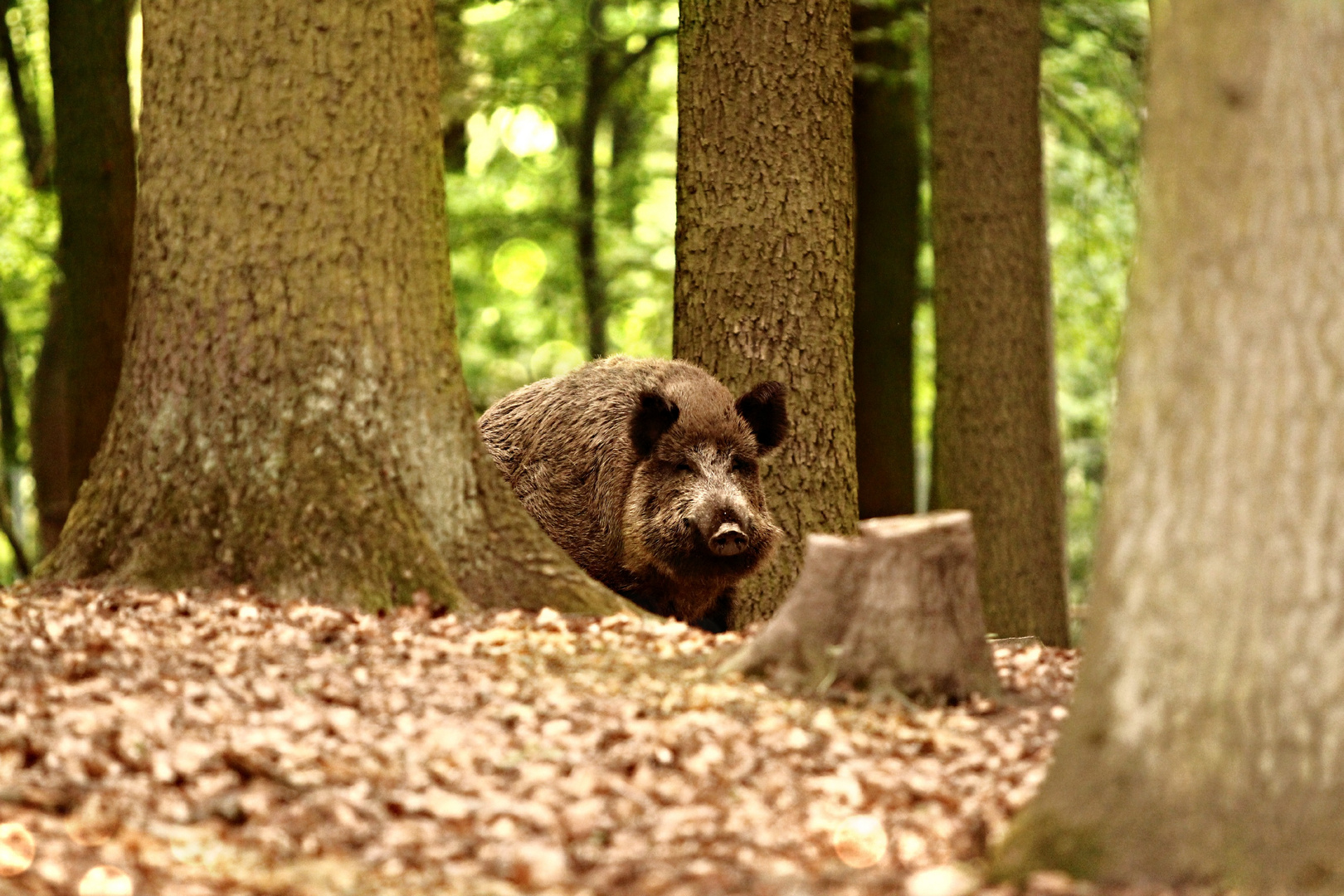 Wildschwein auf der Nahrungssuche