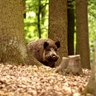 Wildschwein auf der Nahrungssuche