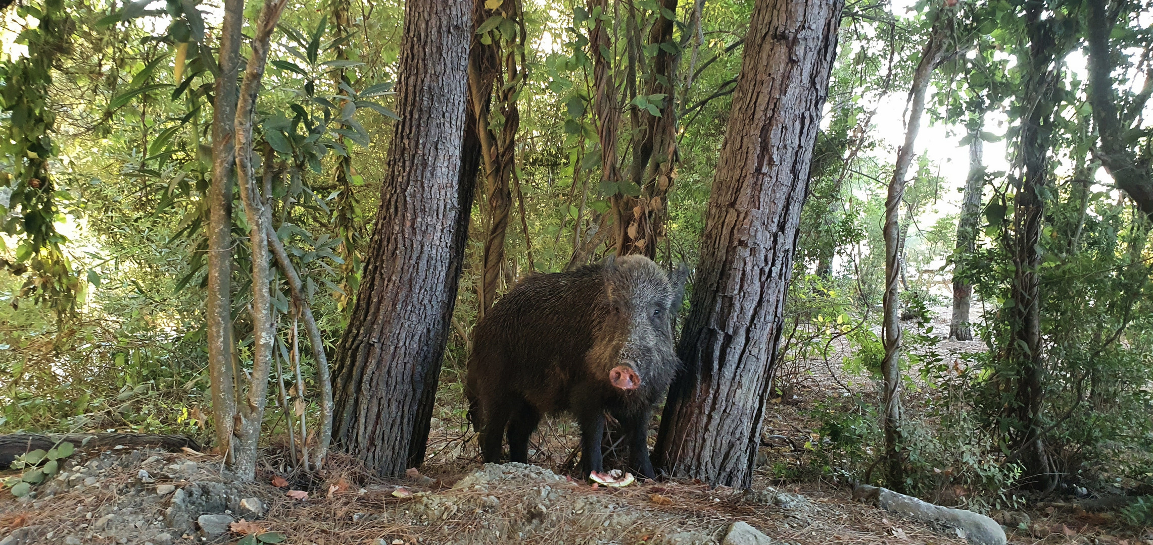 Wildschwein auf der Pirsch