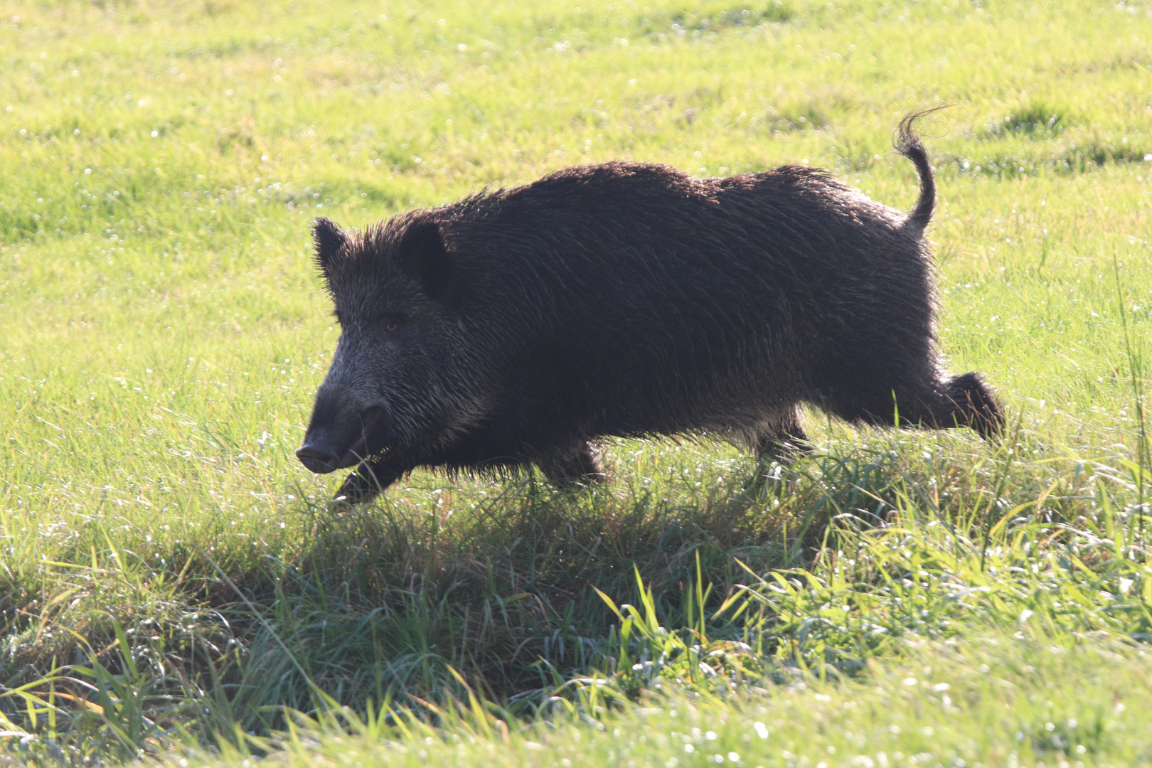 Wildschwein auf einer Wiese