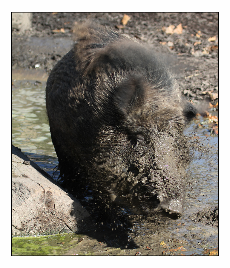 Wildschwein auf Speed