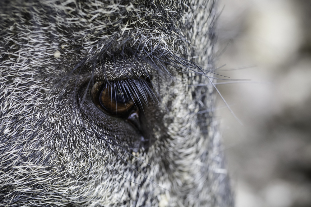 Wildschwein-Auge