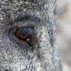 Wildschwein-Auge