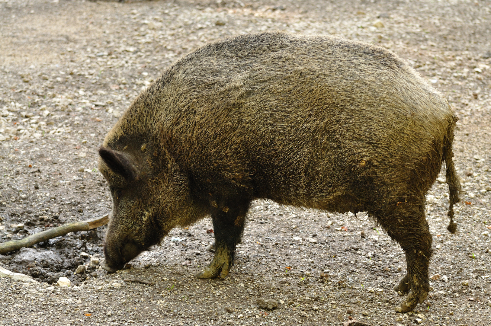 Wildschwein