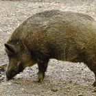 Wildschwein