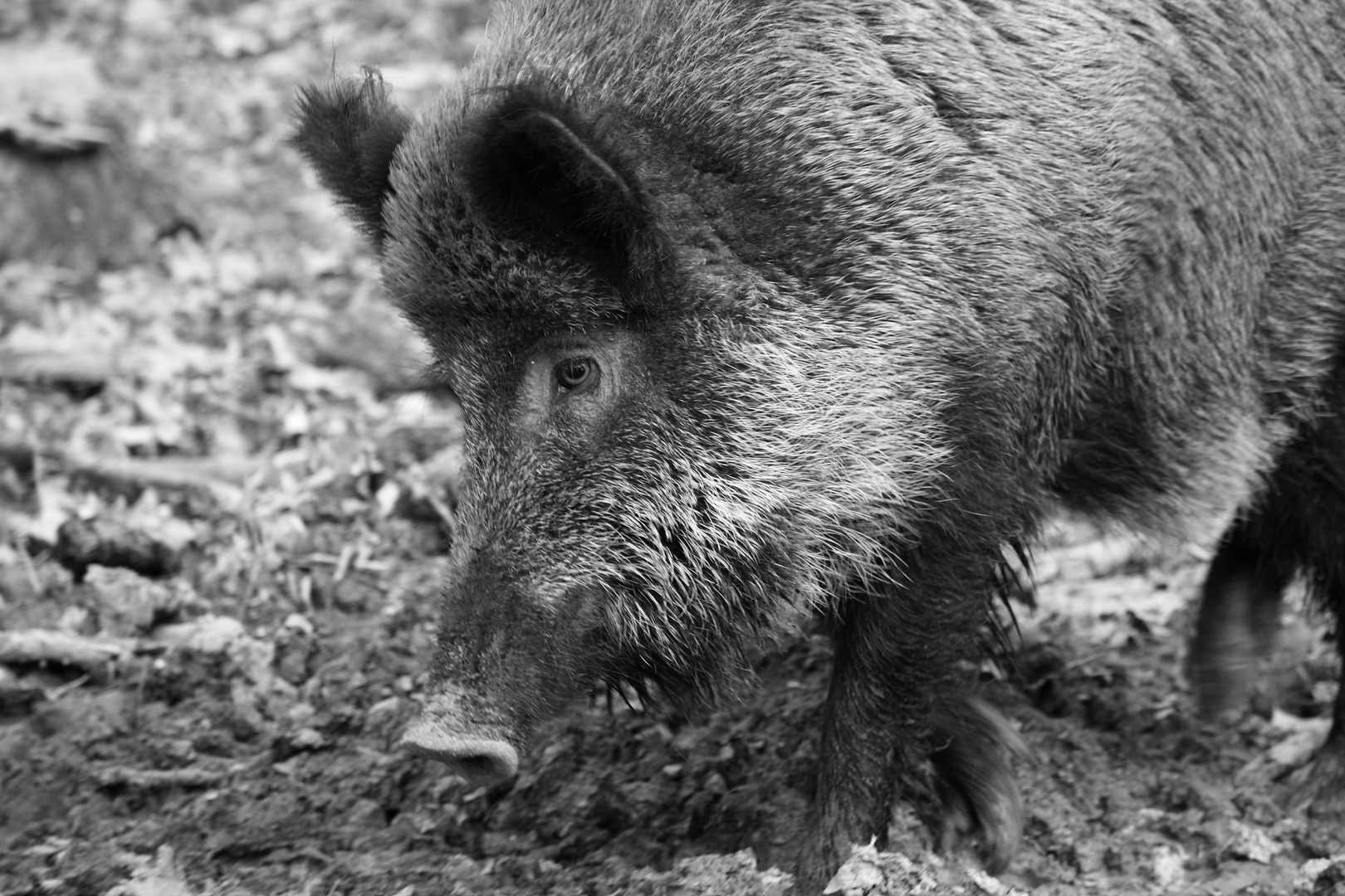 Wildschwein