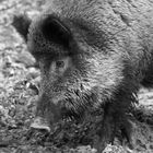 Wildschwein