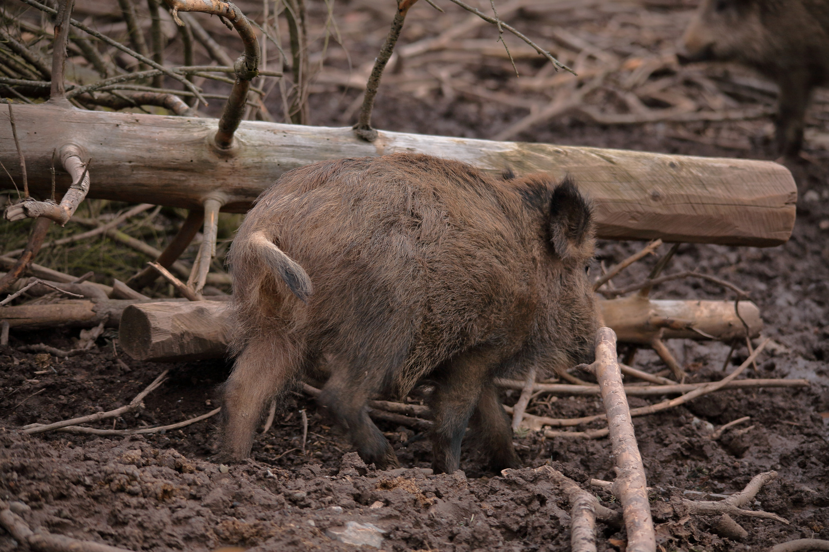 Wildschwein