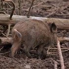 Wildschwein