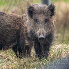 Wildschwein