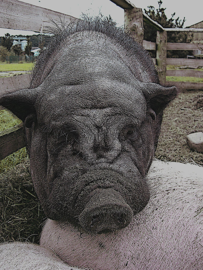 Wildschwein