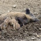 Wildschwein