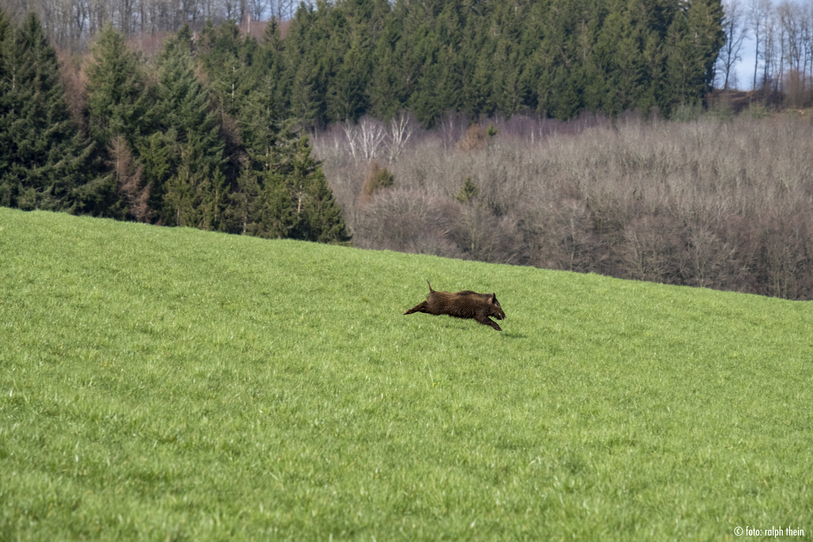 Wildschwein