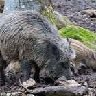 Wildschwein-Bache