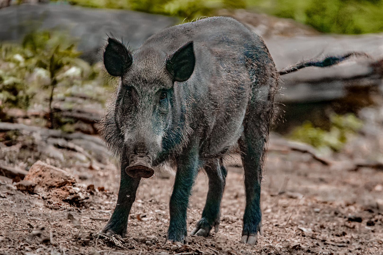 Wildschwein Bache