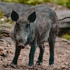 Wildschwein Bache