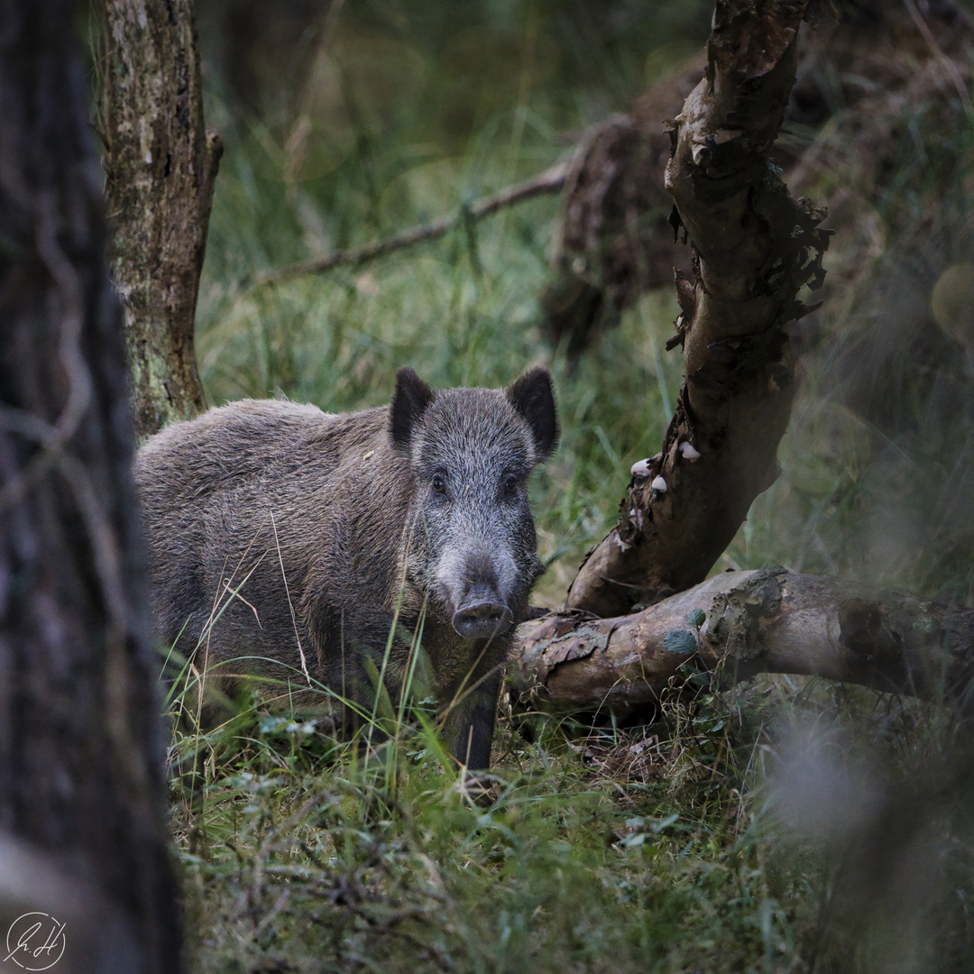 "Wildschwein, Bache I" (2020)