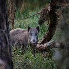 "Wildschwein, Bache I" (2020)