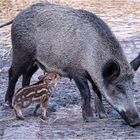 Wildschwein Bache mit Frischling