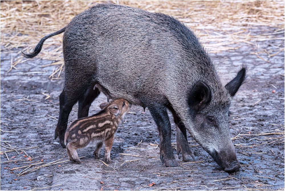 Wildschwein Bache mit Frischling